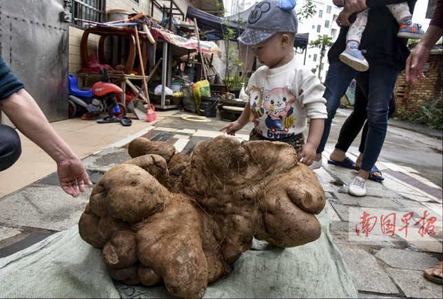 【焦點圖】居民種出近40公斤大薯 光挖出來就花近兩個小時