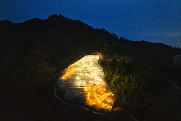 丽水：杨梅大棚“星光灿烂” 夏季限定迎上市_fororder_1685019432093_646f5b28fb0f690001bf59ba