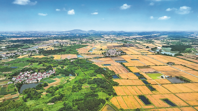 南京高淳千亩小麦陆续收割 呈一派丰收景象