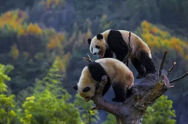 我是雅安|畅游雅安 清凉一夏_fororder_大熊猫-供图-雅安市委宣传部