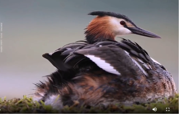 阜新玉龍湖：鳳頭䴙䴘帶“娃”出遊