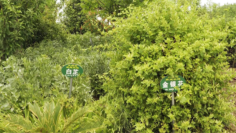 【原创】南阳市新野县王集镇：特色产业成为乡村振兴的“金钥匙”_fororder_王集镇西赵庄村天赐园中药材种植扶贫基地一角 摄影 高赛