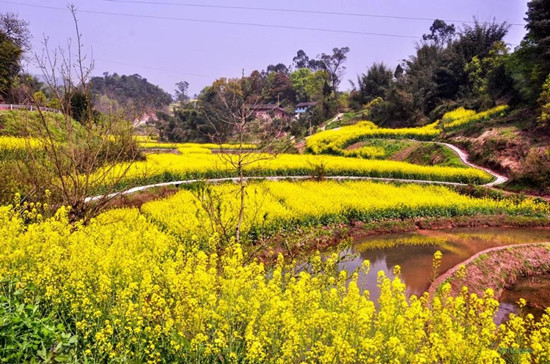 【CRI专稿 列表】重庆羊鹿山景区首届油菜花文化旅游节开幕