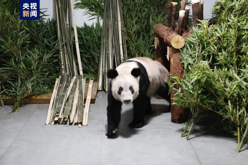 画面来了！“丫丫”平安回到北京动物园
