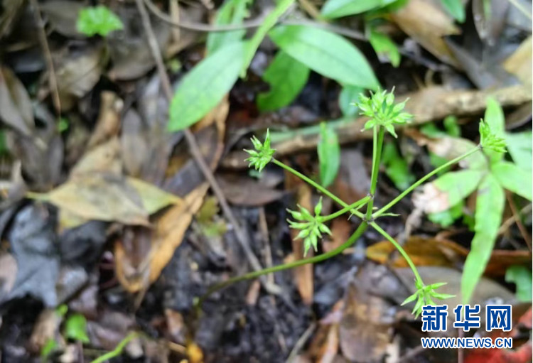 重庆多个国家级自然保护区发现新记录种