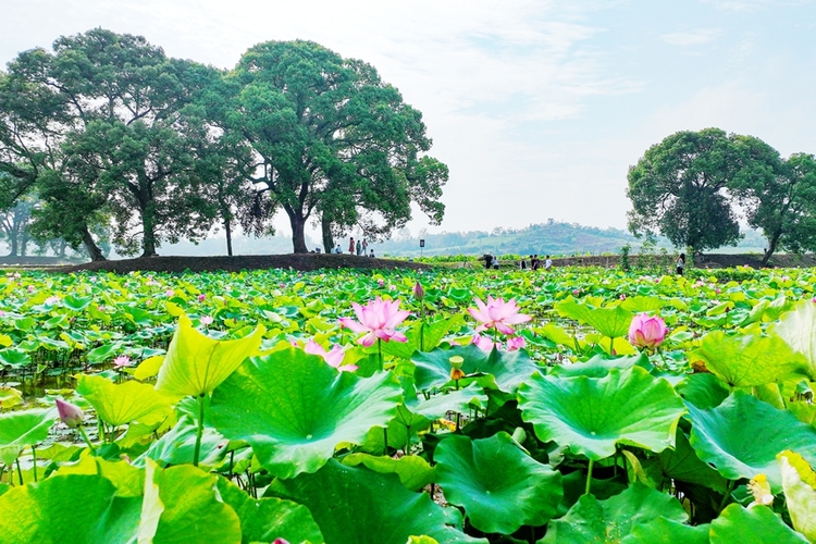 江西广昌：莲花美景引客来_fororder_2