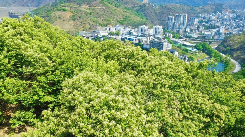 广西西林：板栗花开满坡香