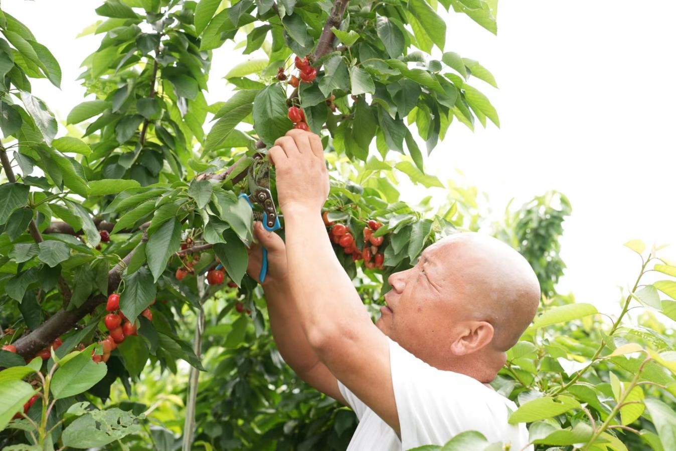 图片默认标题_fororder_4