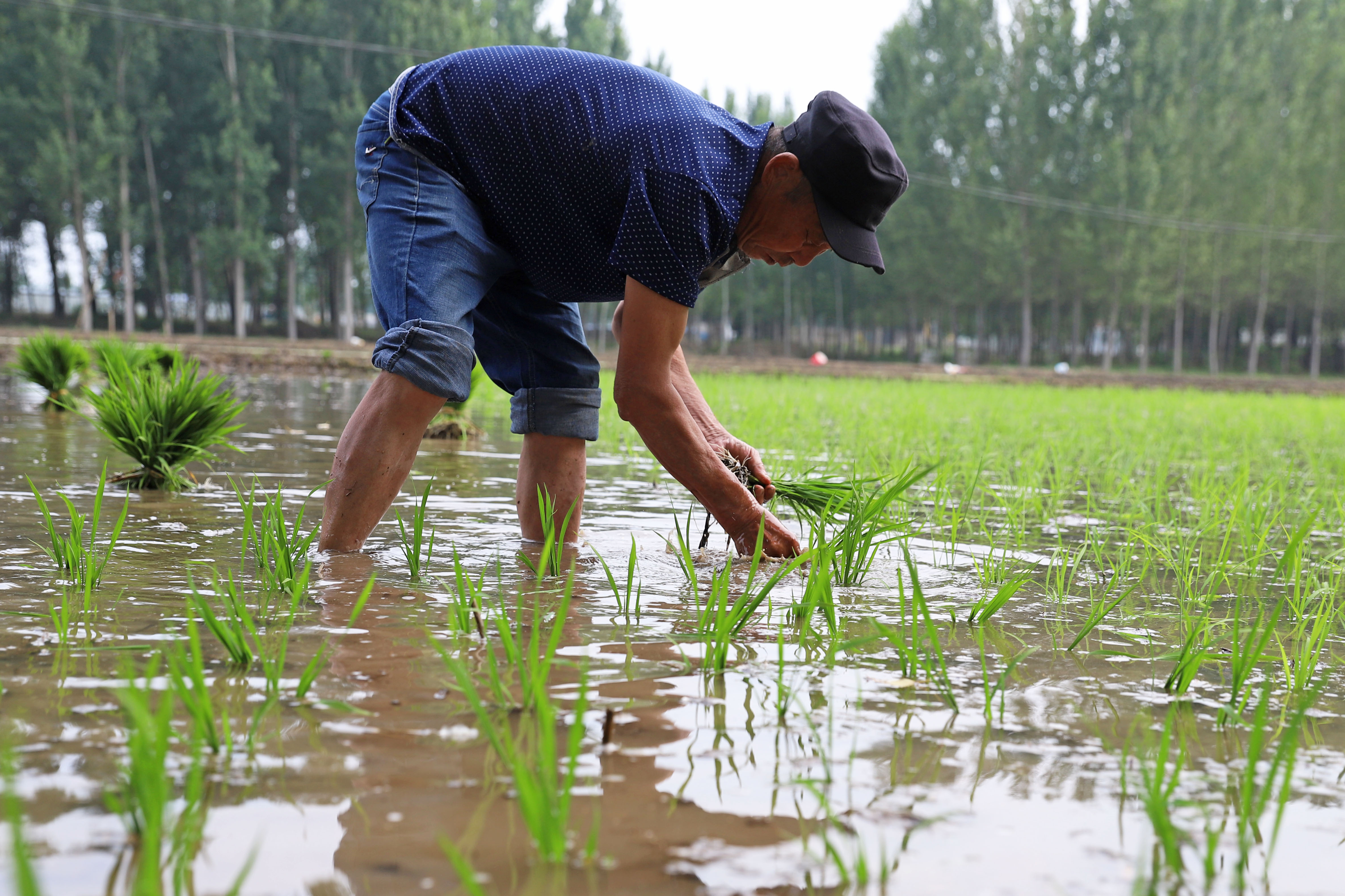 图片默认标题_fororder_5月28日，人工及时补插秧苗。熊华明摄