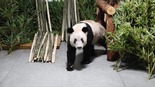 画面来了！“丫丫”平安回到北京动物园