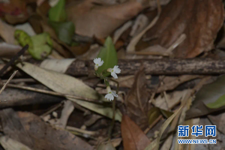 重慶多個國家級自然保護區發現新記錄種