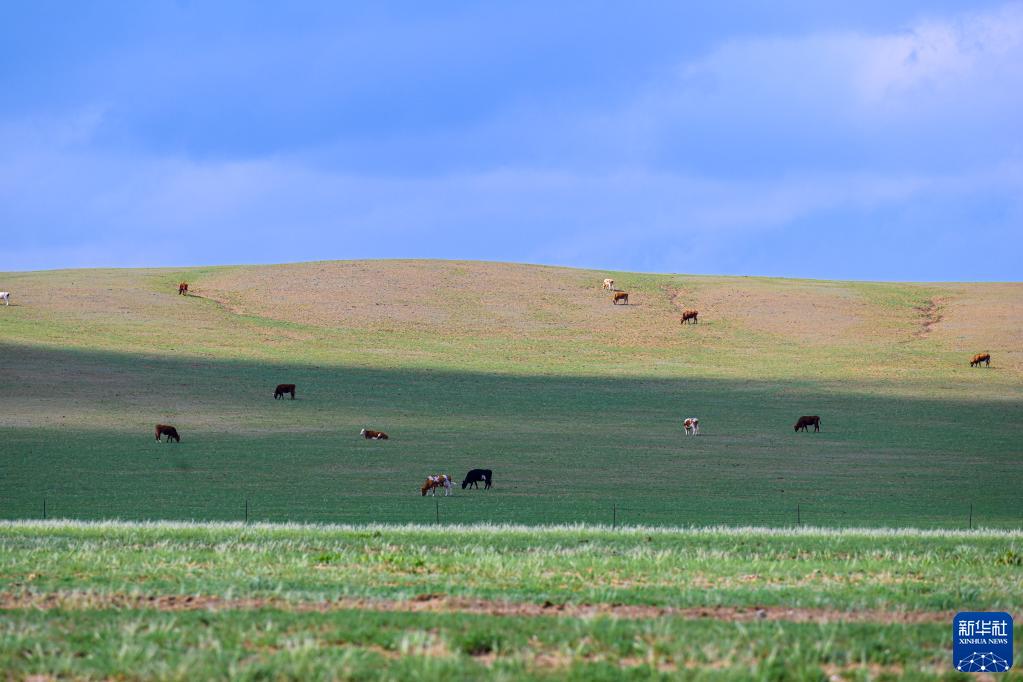 内蒙古草原陆续进入返青期_fororder_2