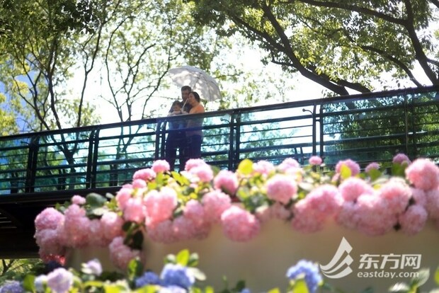 【文化旅遊-滾動圖】上海徐家匯公園“繡球蛋糕”出圈