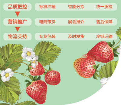 遼寧東港産供銷全過程培育農業品牌——小草莓名氣大