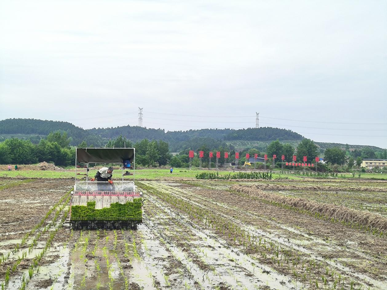 （张）德阳罗江：“机械化”助力水稻制种跑出“加速度”_fororder_图片1
