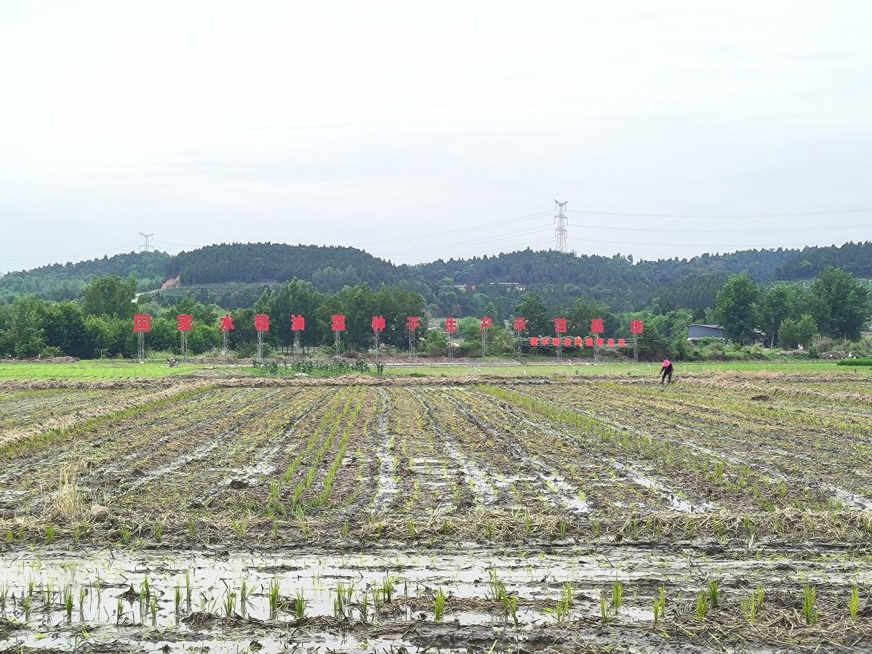 （张）德阳罗江：“机械化”助力水稻制种跑出“加速度”_fororder_图片2