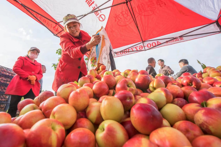 'Home of Nectarine' of China Sells More Than 100,000 Tons Nectarines Overseas with over CNY 360 million Annual Output Value_fororder_59