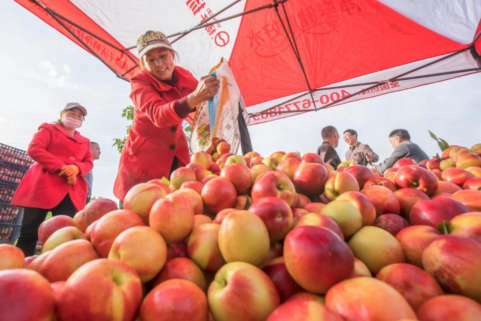 'Home of Nectarine' of China Sells More Than 100,000 Tons Nectarines