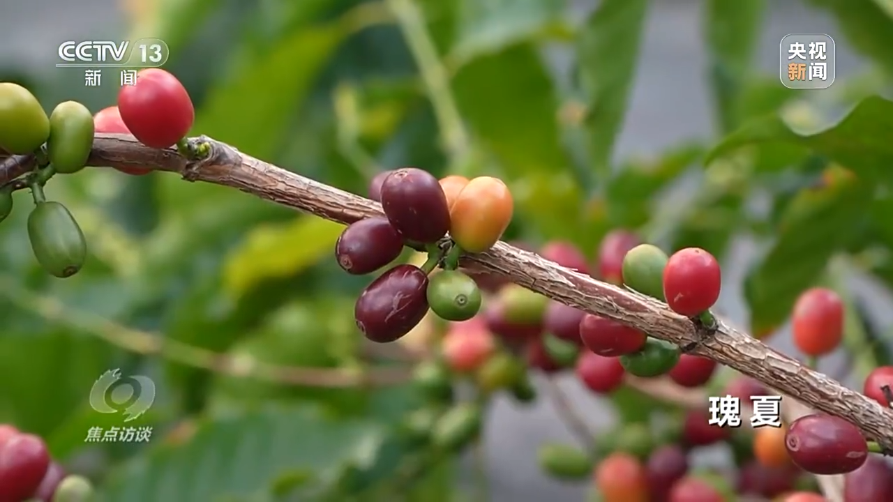 “金豆子”如何炼成？小小咖啡豆带出活色生香大产业！