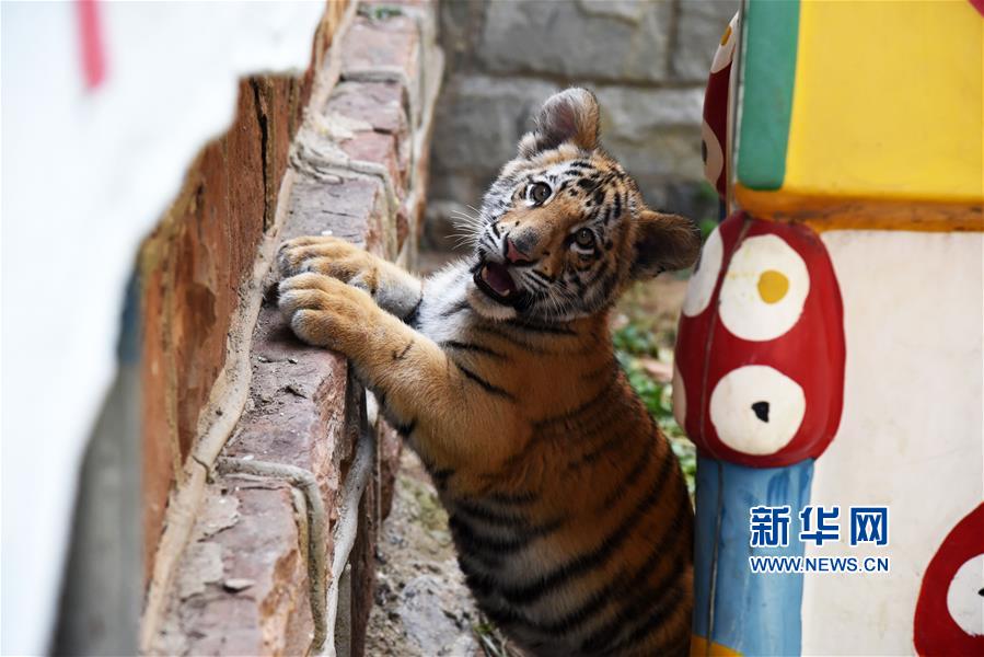 濟南動物園人工飼養孟加拉虎寶寶茁壯成長