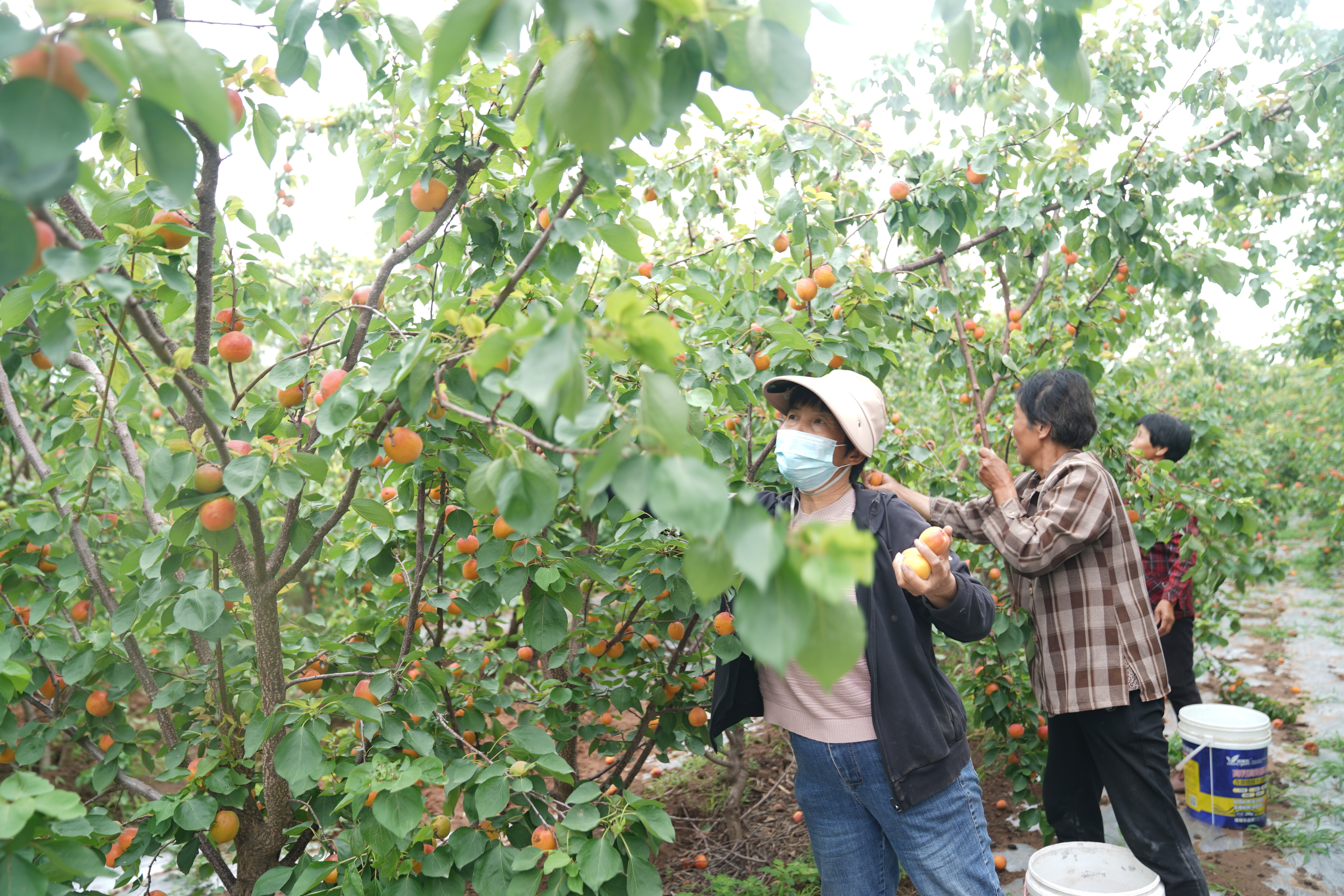 图片默认标题_fororder_1