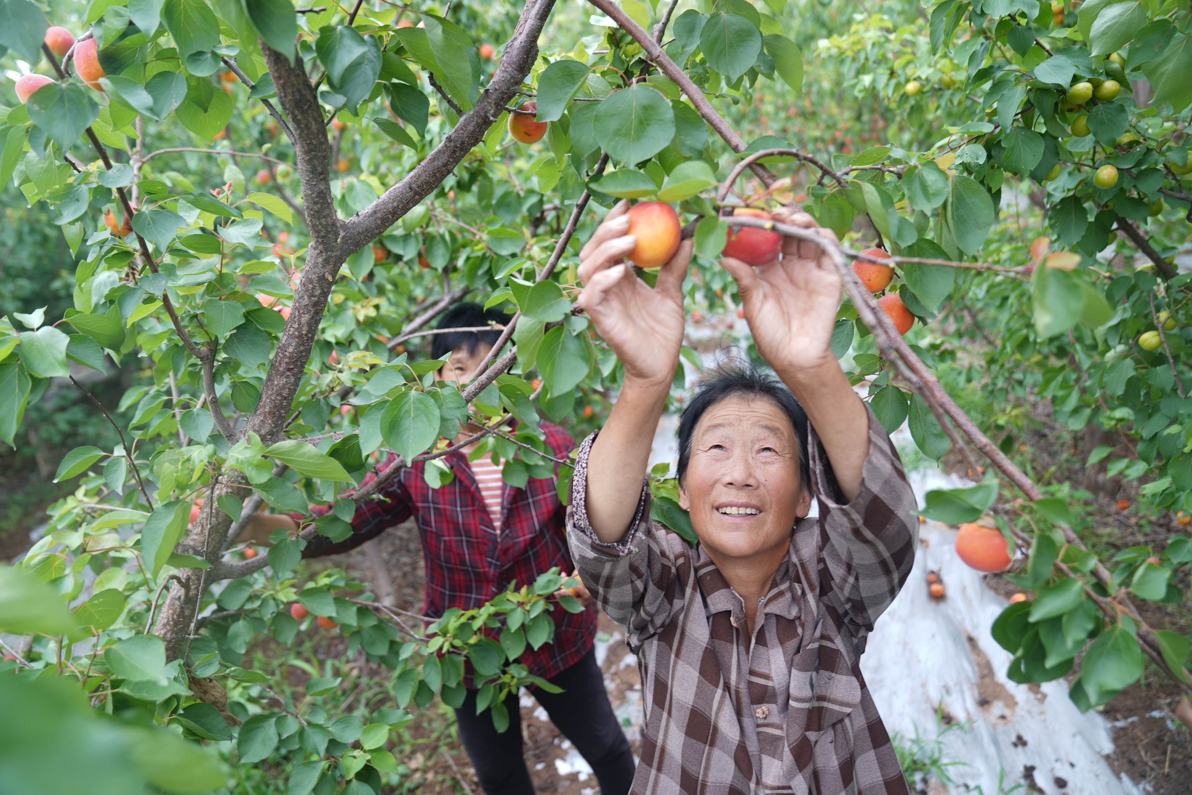 图片默认标题_fororder_3