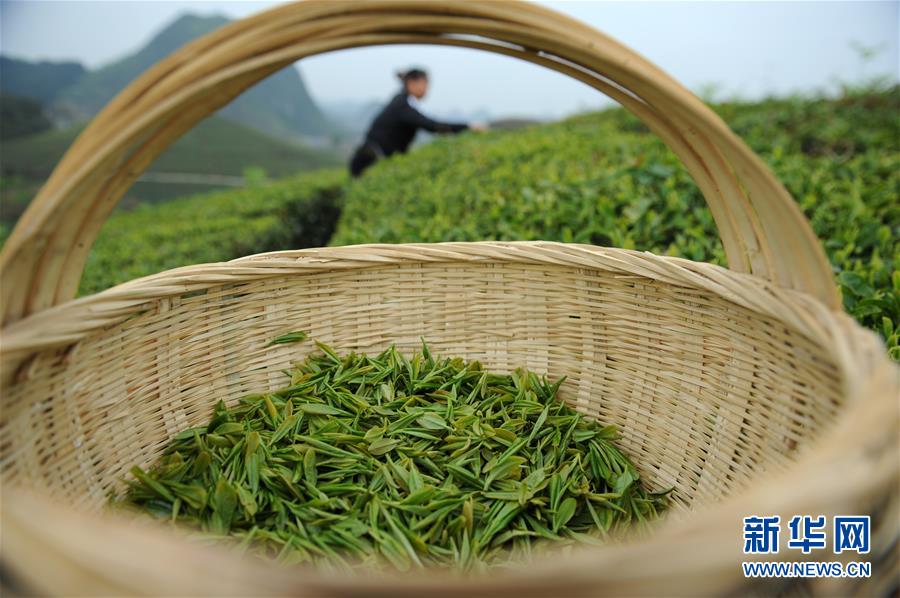 贵州安顺：春茶开采