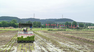 （张）德阳罗江：“机械化”助力水稻制种跑出“加速度”