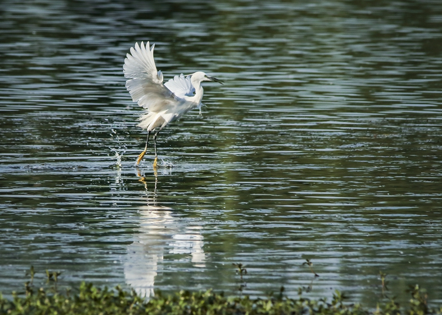 河南安阳：湿地生态美 百鸟入画来