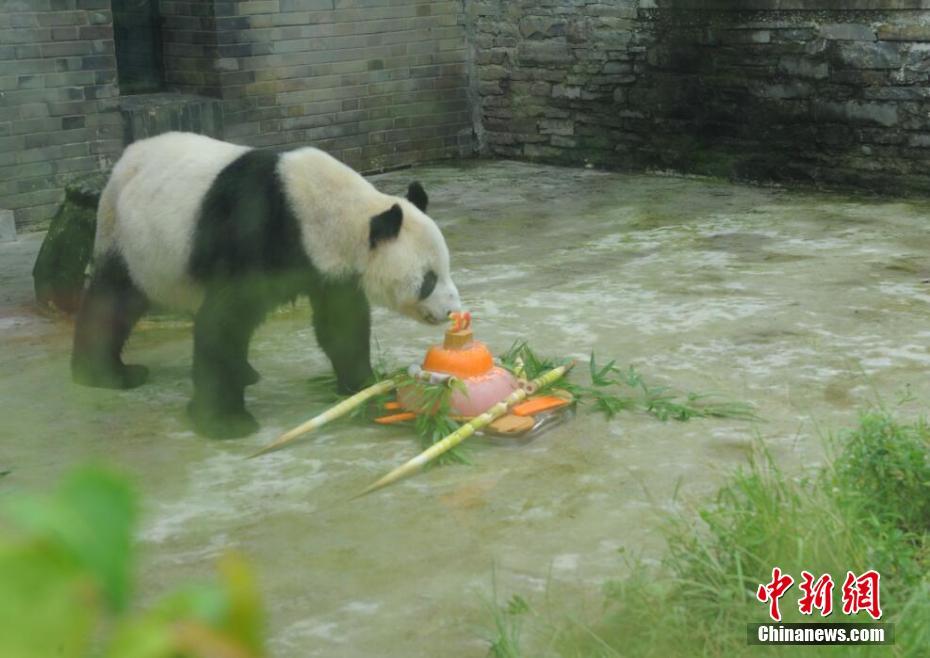 “百岁”大熊猫盼盼迎来第31个生日
