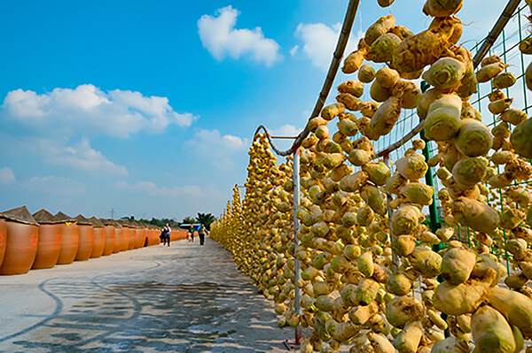 （张）自贡市贡井区获评“中国大头菜之乡”_fororder_4大头菜丰收