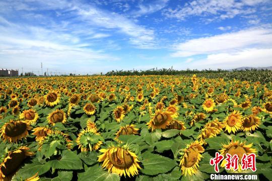 甘肃河西走廊初秋美景恰似油画