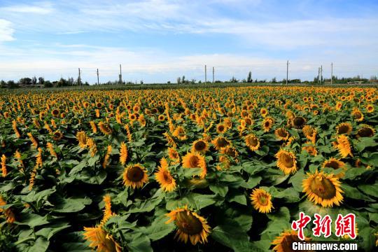 甘肅河西走廊初秋美景恰似油畫