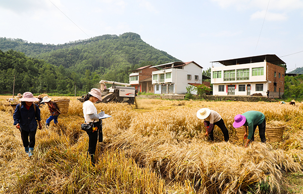 （张）亩产562.5公斤！达州宣汉高产小麦产量创新高_fororder_3I5A3487_proc