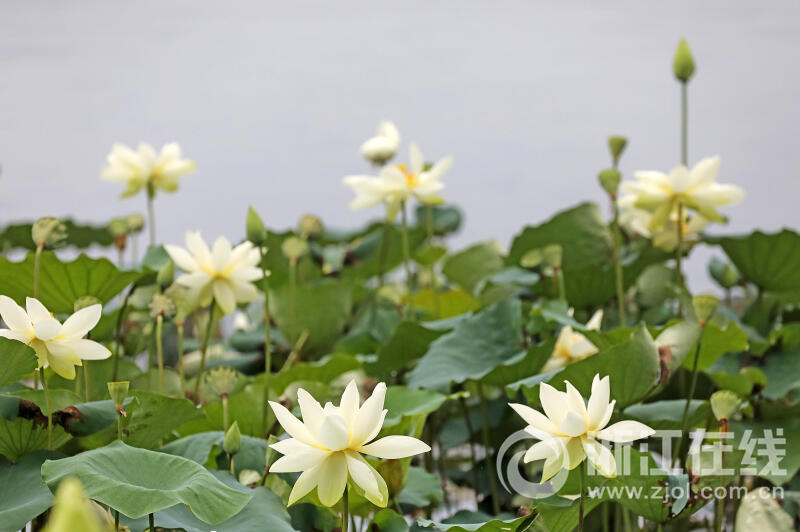 西湖荷花“黄舞妃”进入最佳观赏期_fororder_W020230627305371591047