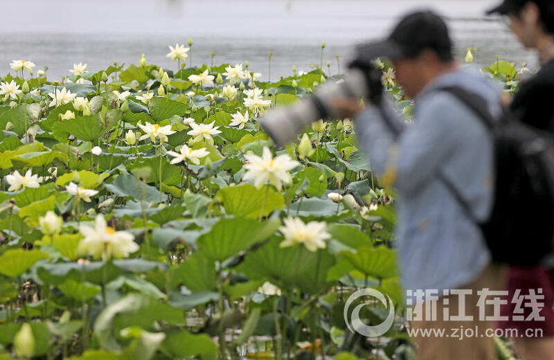 西湖荷花“黄舞妃”进入最佳观赏期_fororder_W020230627305370353796