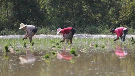 贵州毕节：插秧种稻正农忙