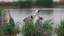 黄河湿地迎来候鸟繁殖季_fororder_rBABC2R38HmAPKCoAAAAAAAAAAA568.5932x3957.750x501
