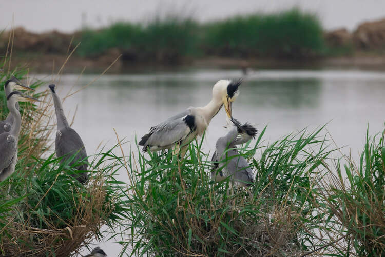 黄河湿地迎来候鸟繁殖季
