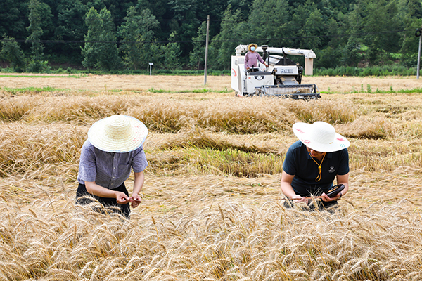 （张）亩产562.5公斤！达州宣汉高产小麦产量创新高_fororder_3I5A3519_proc