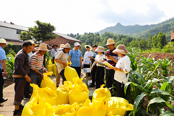 （张）亩产562.5公斤！达州宣汉高产小麦产量创新高_fororder_3I5A3664_proc