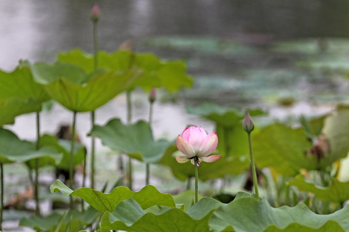 杭州：八卦田景区荷花初放_fororder_1685607458279_64785422d0ff8e0001f4ed38