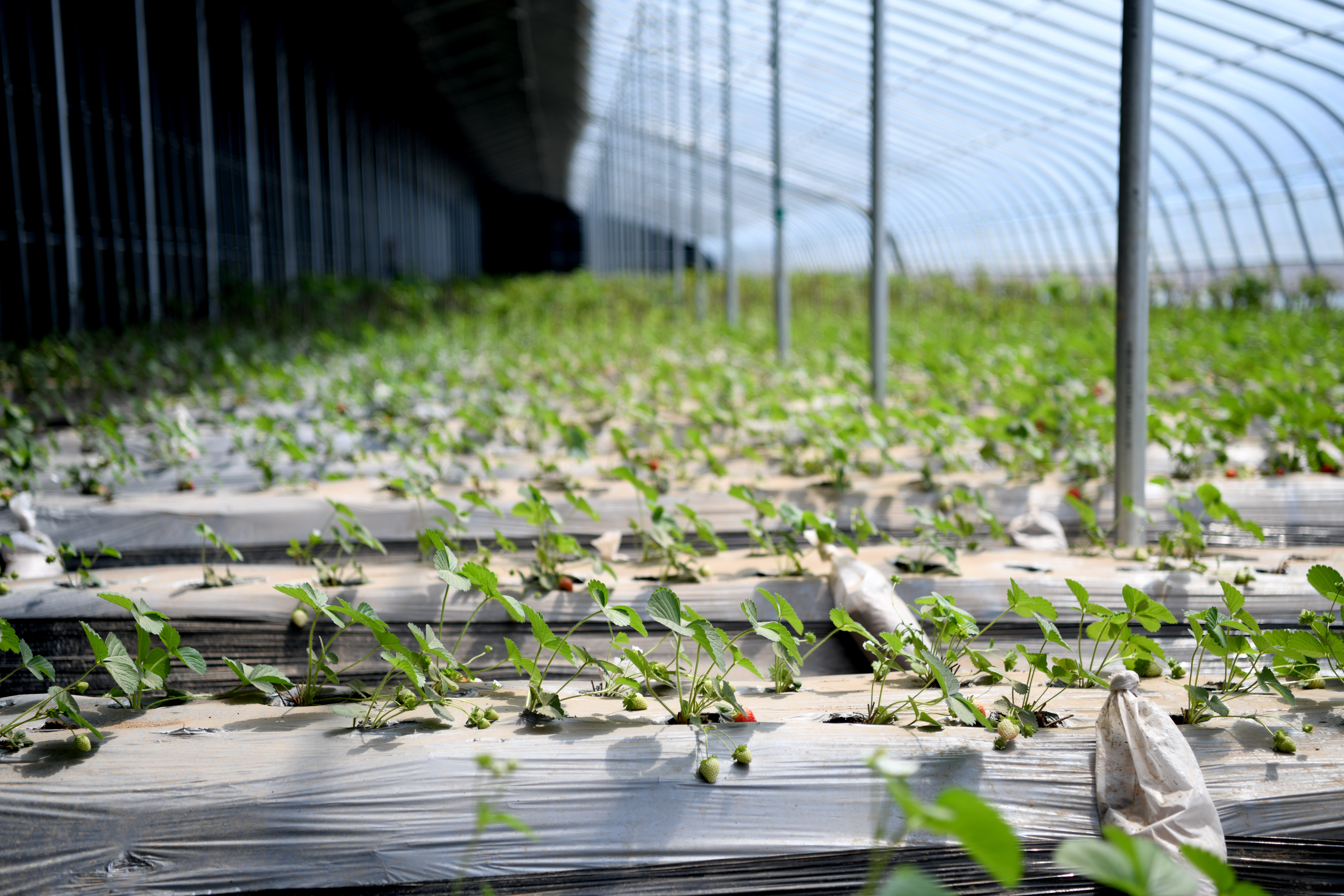 河北隆化：生态农业游引客来_fororder_4