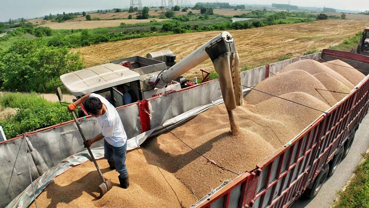 合肥市蜀山区4万多亩小麦迎来丰收季_fororder_微信图片_20230602155316