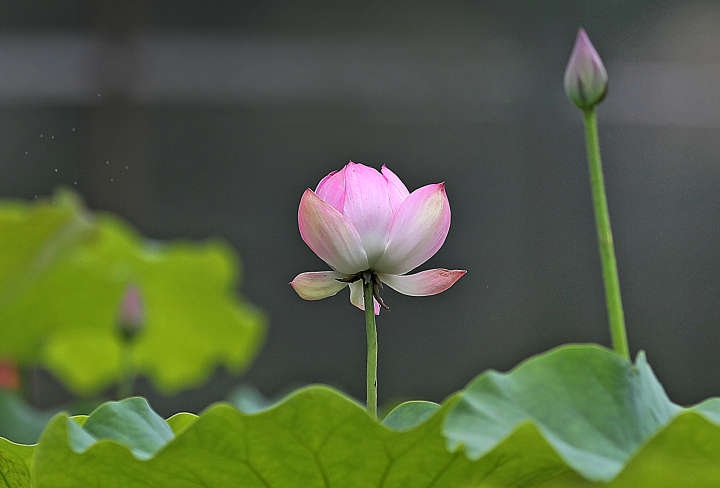 杭州：八卦田景区荷花初放_fororder_1685607457061_64785421d0ff8e0001f4ed34