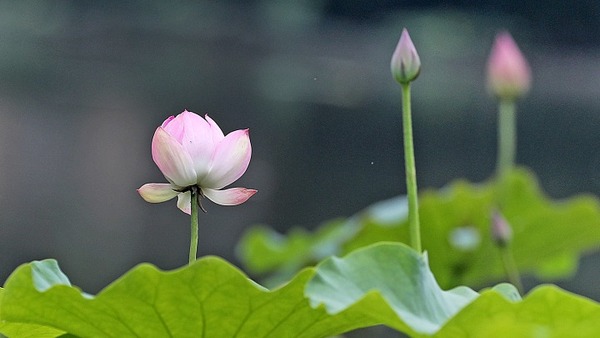 杭州：八卦田景區荷花初放