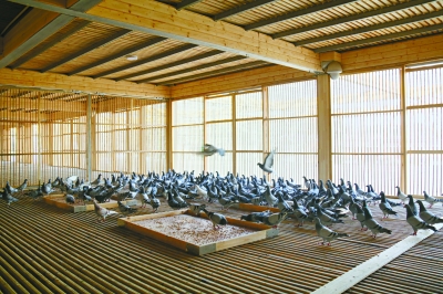 北京園博園為市民建信鴿寄養所