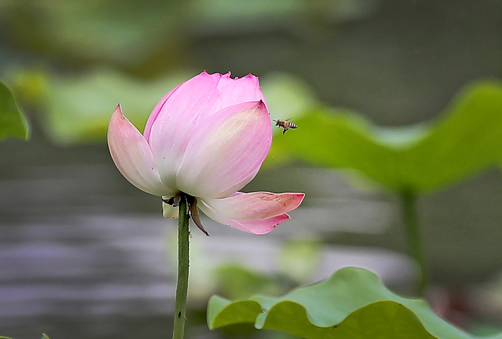 杭州：八卦田景区荷花初放_fororder_1685607456539_64785420d0ff8e0001f4ed2f