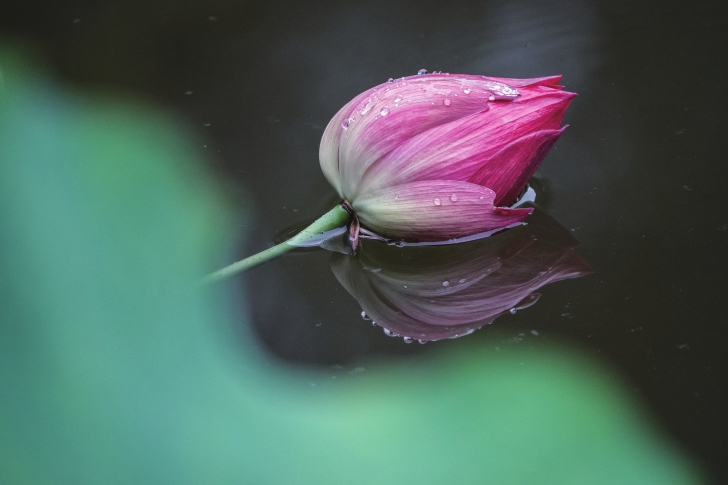 （转载）组图｜最美不过六月荷