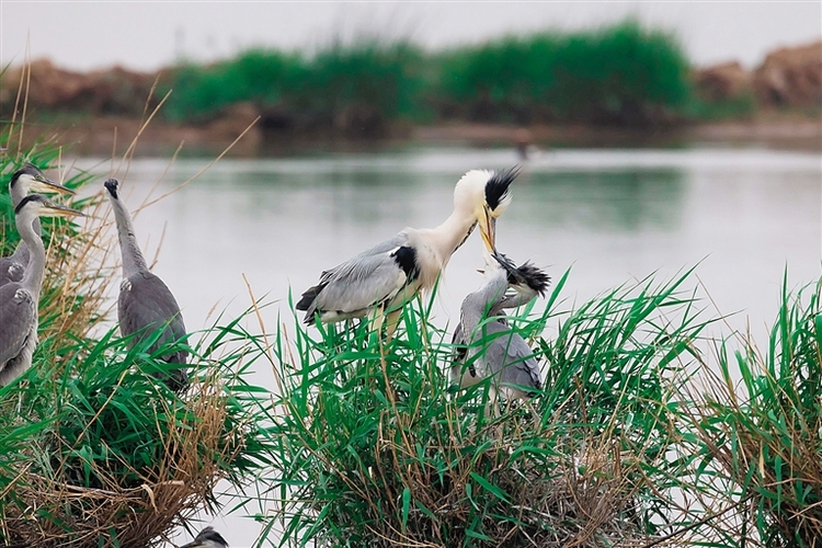 黄河湿地迎来候鸟繁殖季